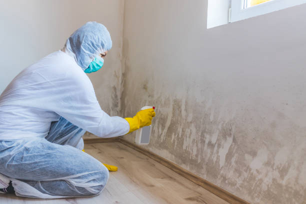 Licensed Basement Mold Removal service in Mont Clare, PA - WQB Mold Removal