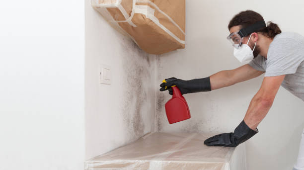 Professional Basement Mold Removal technician working in Mont Clare, PA