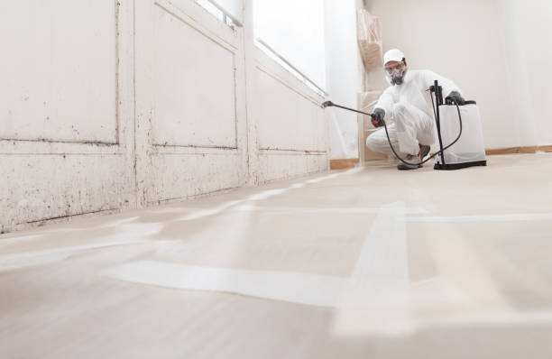 24/7 Emergency Basement Mold Removal experts in Mont Clare, PA