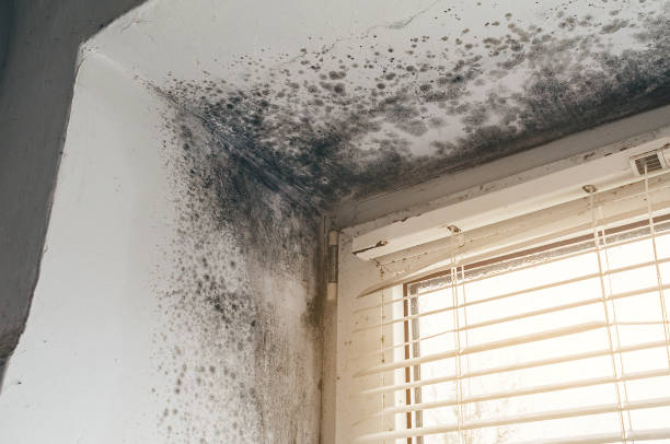 Affordable Basement Mold Removal solutions in Mont Clare, PA